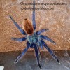 Chromatopelma Cyaneopubescens / GBB /GREEN BOTTLE BLUE male juvi tarantula